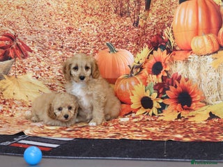 Cavapoo dogs - Advert 26