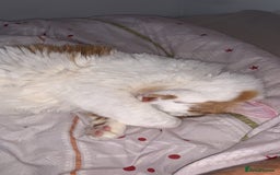 Mixed Breed cats for sale: 2 domestic shorthair/medium hair cats - Image 6