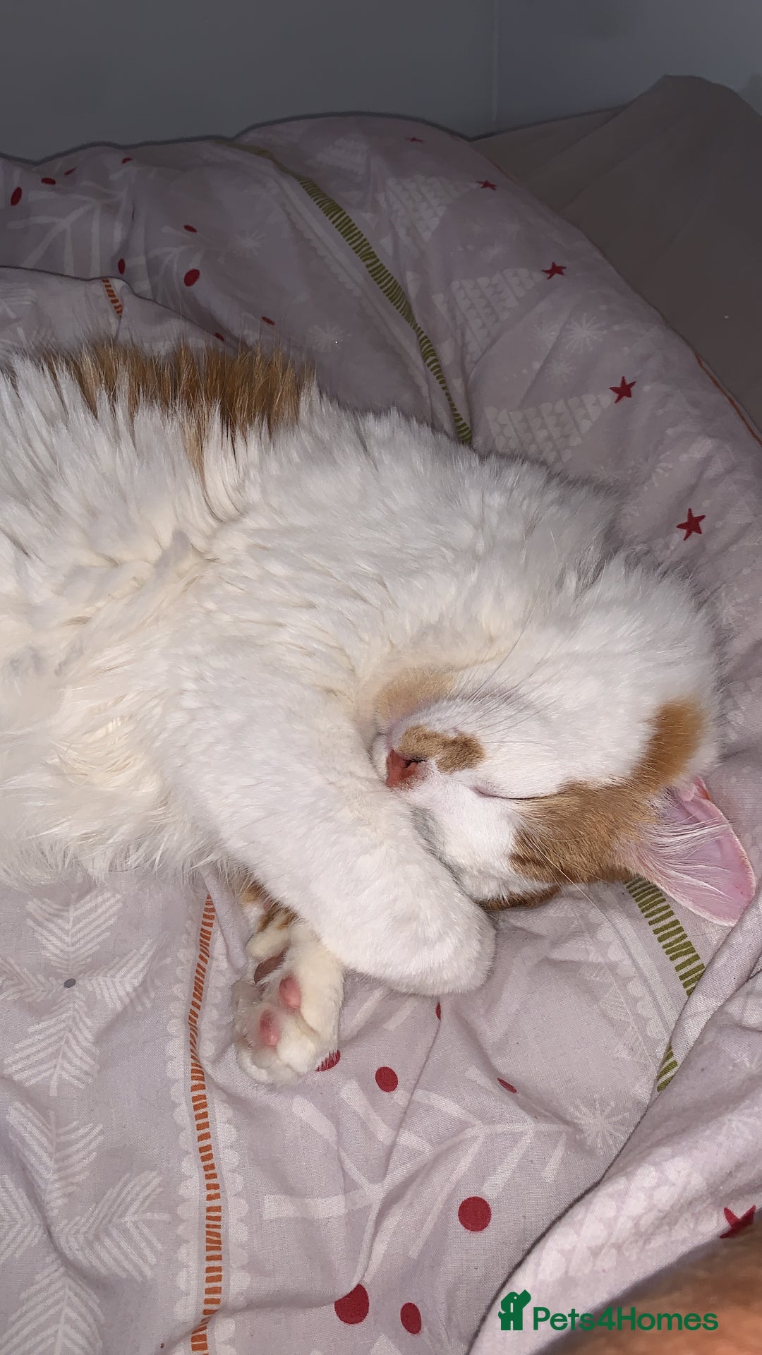 Mixed Breed cats for sale: 2 domestic shorthair/medium hair cats - Image 6