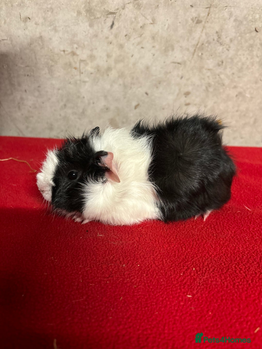 Guinea Pig rodents for sale: Male guinea pigs - Advert 1