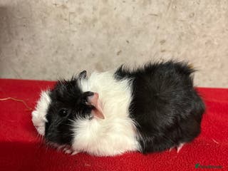 Guinea Pig rodents Male guinea pigs - Advert 1