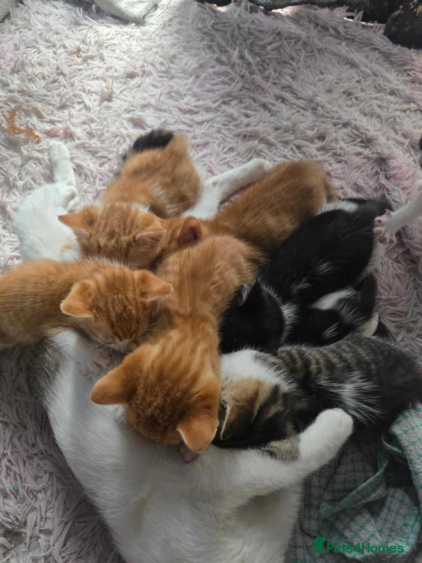 Mixed Breed cats Beautiful Litter of kittens - Advert 2