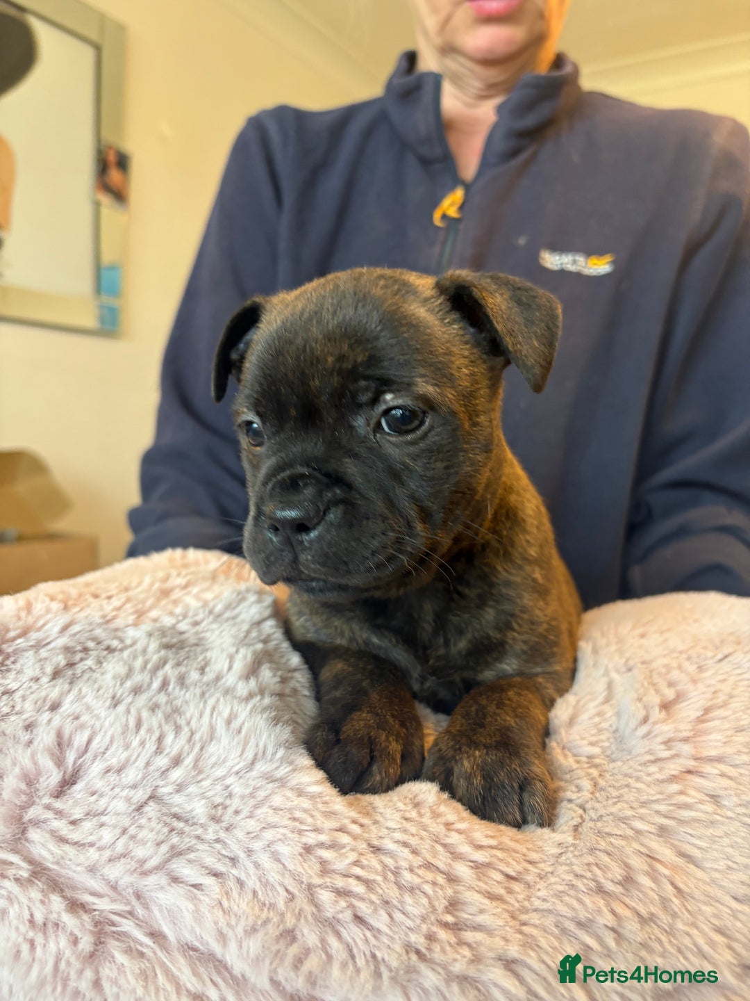 Staffordshire Bull Terrier dogs for sale: BRINDLE STAFFORDSHIRE BULL TERRIER PUPPIES  - Image 1