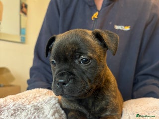 Staffordshire Bull Terrier dogs - Advert 5
