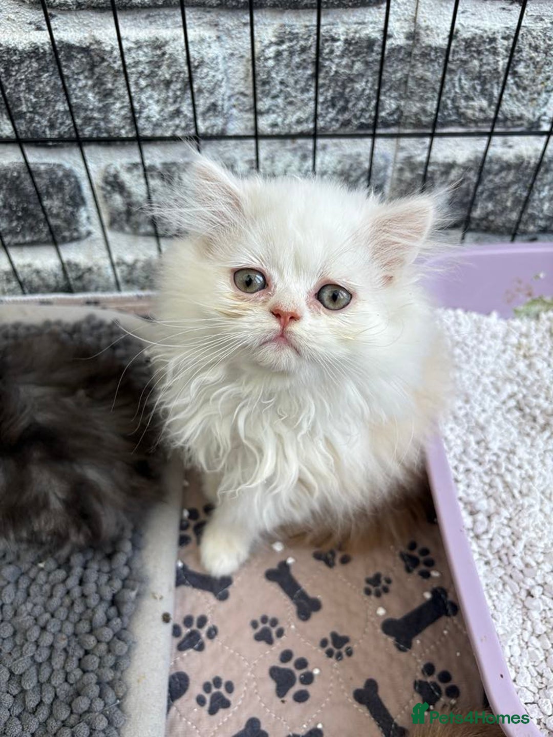 Persian cats for sale: Outstanding litter of Persian x kittens,  - Image 7