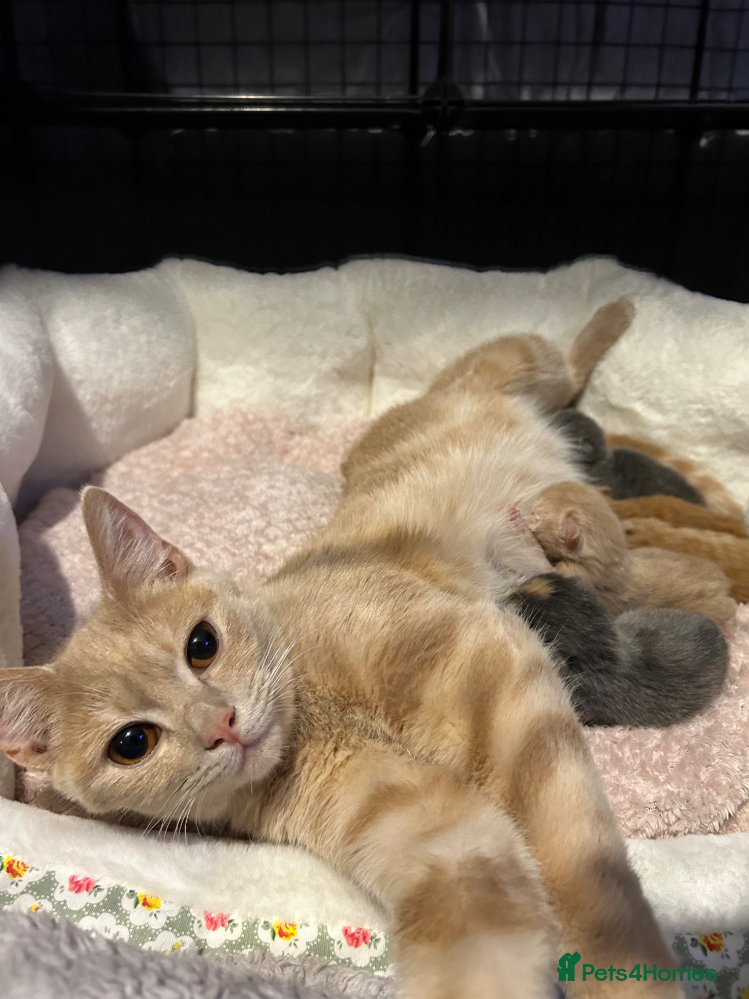 British Shorthair cats Gorgeous BSH kittens  - Advert 1