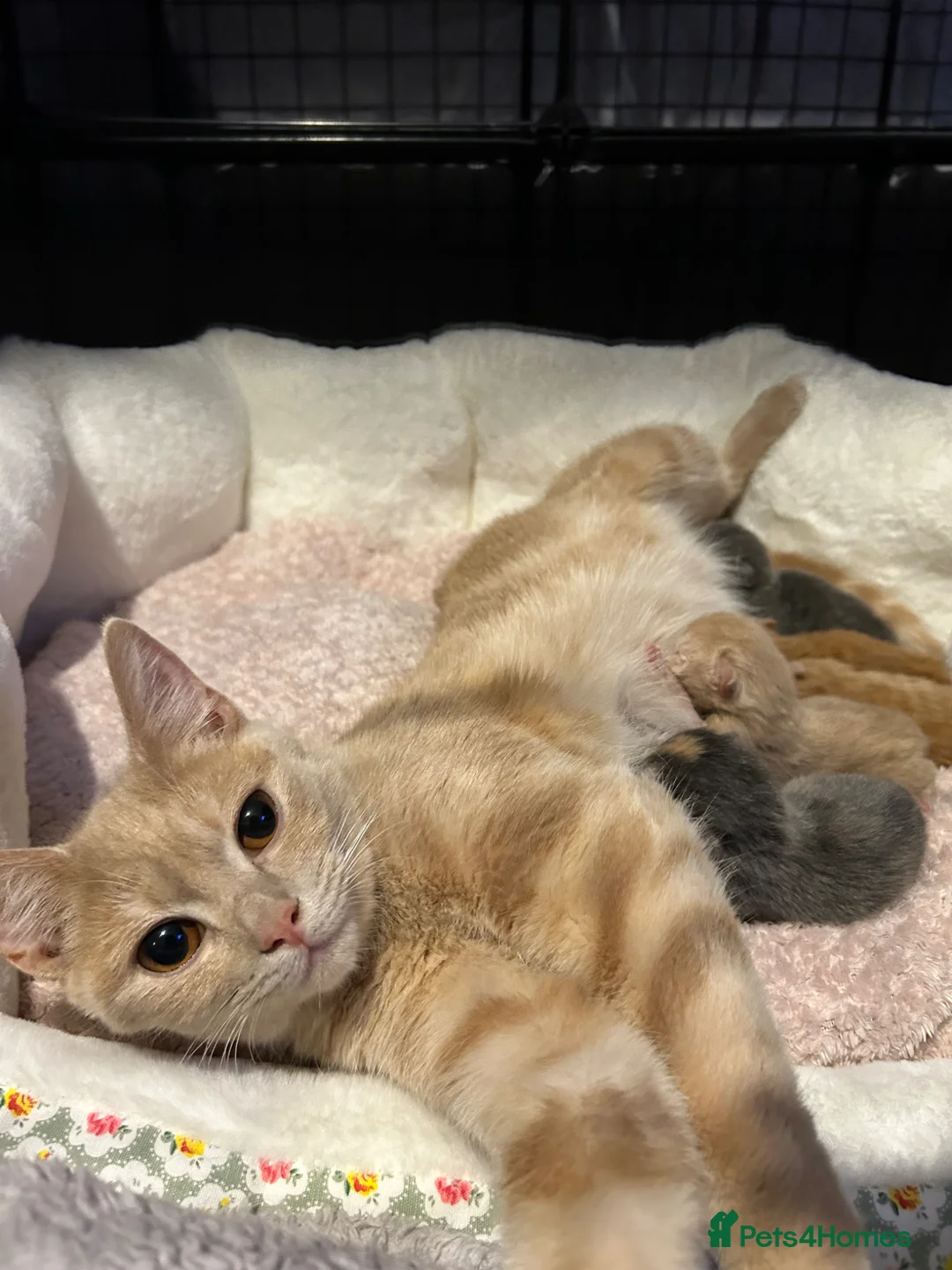 British Shorthair cats for sale: Gorgeous BSH kittens  - Advert 1