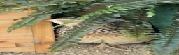 Quail poultry for sale: 12 fertile Jumbo coturnix Quail Hatching Eggs  in Worcester Park - Advert 7