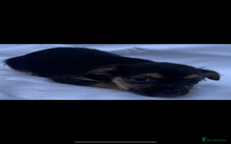 Jack Russell dogs for sale: Jack Russel puppy’s  - Image 5