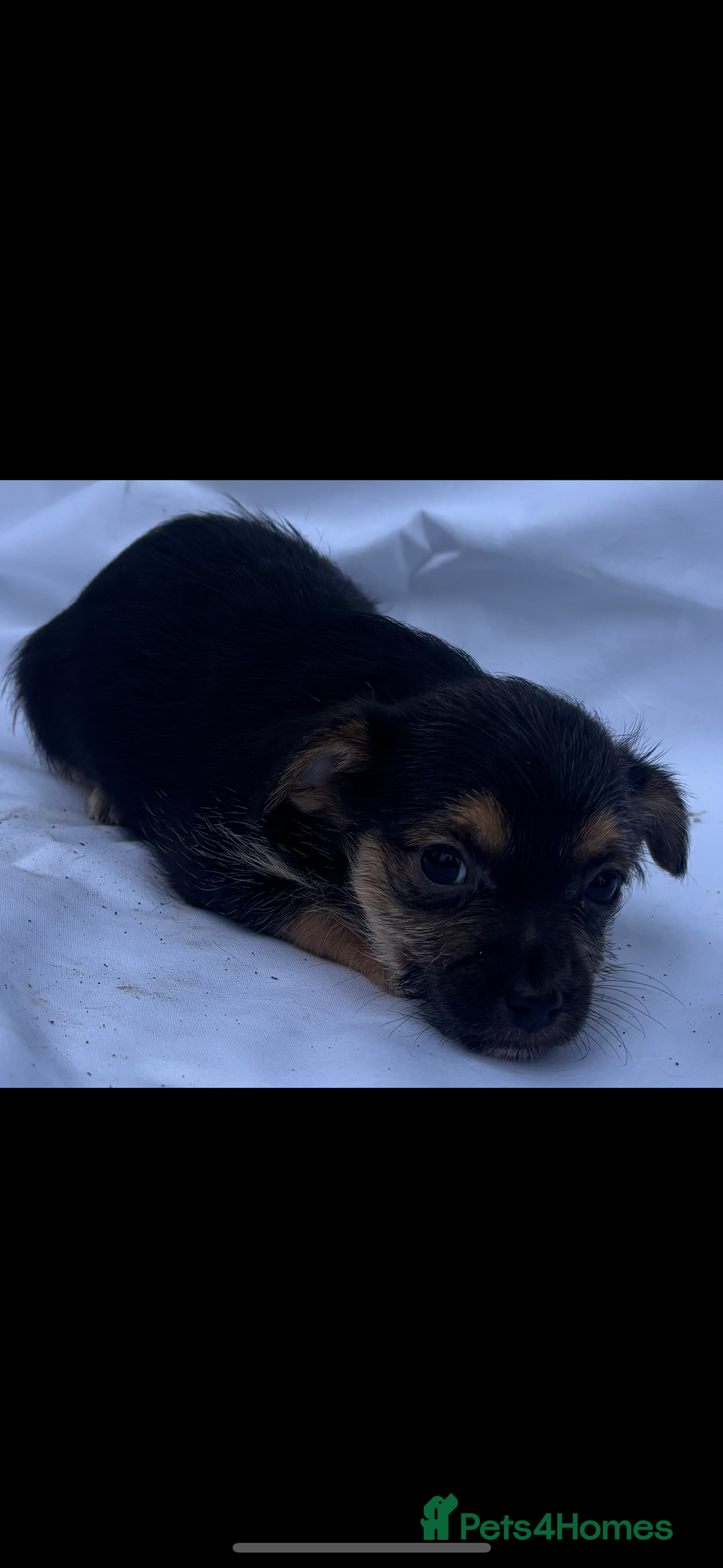 Jack Russell dogs for sale: Jack Russel puppy’s  - Image 5