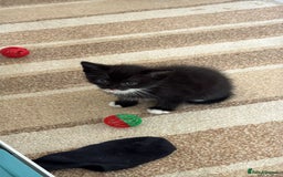 Domestic Shorthair cats for sale: Lovely kittens ready for new home - Image 3