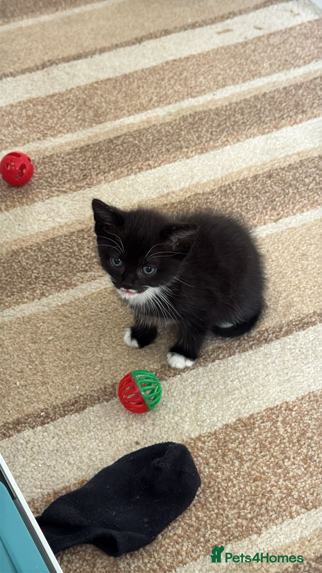 Domestic Shorthair cats for sale: Lovely kittens ready for new home - Image 3