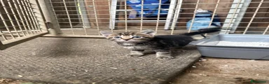 Mixed Breed 4