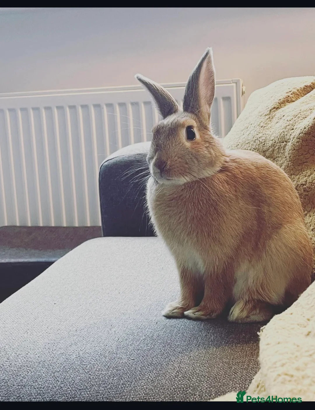 Mixed Breed rabbits for sale: Female indoor rabbit  - Advert 1