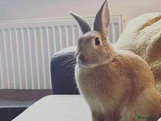 Mixed Breed rabbits Female indoor rabbit - Advert 1