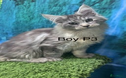 Maine Coon cats for sale: TICA Maine coon kittens polydactyl neutered - Image 7