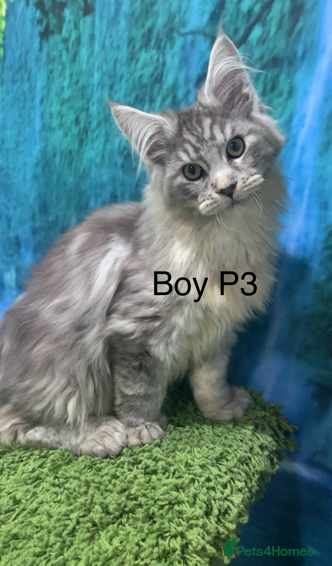 Maine Coon cats for sale: TICA Maine coon kittens polydactyl neutered - Image 7
