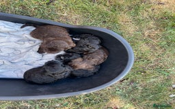 Cockapoo dogs for sale: Ready now! Cockapoo puppies F1 3 girls 2 boys - Image 18