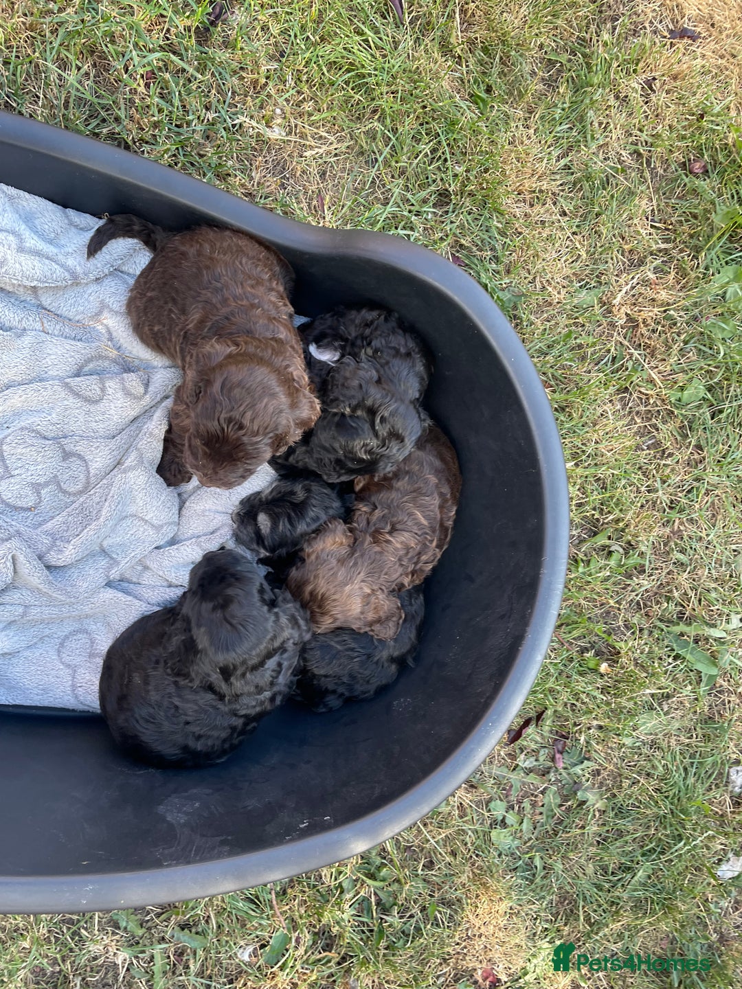 Cockapoo dogs for sale: Ready now! Cockapoo puppies F1 3 girls 2 boys - Image 18
