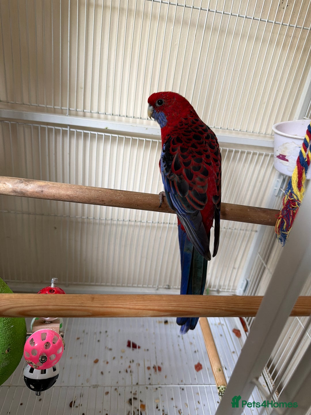 Parrots birds for sale: Crimson rosella  - Image 4
