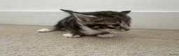 Domestic Shorthair cats for sale: Pretty nice kittens to rehome  - Advert 10