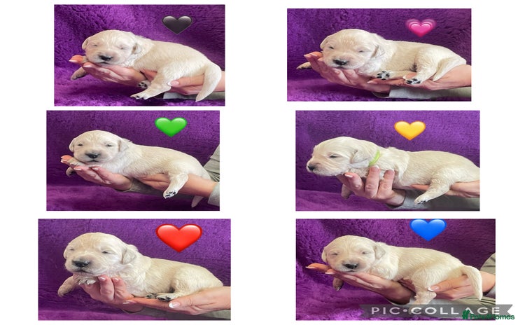 Golden Retriever dogs - Advert 4