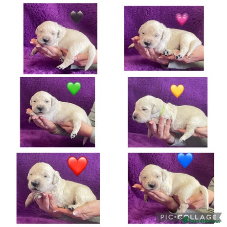 Golden Retriever dogs - Advert 4