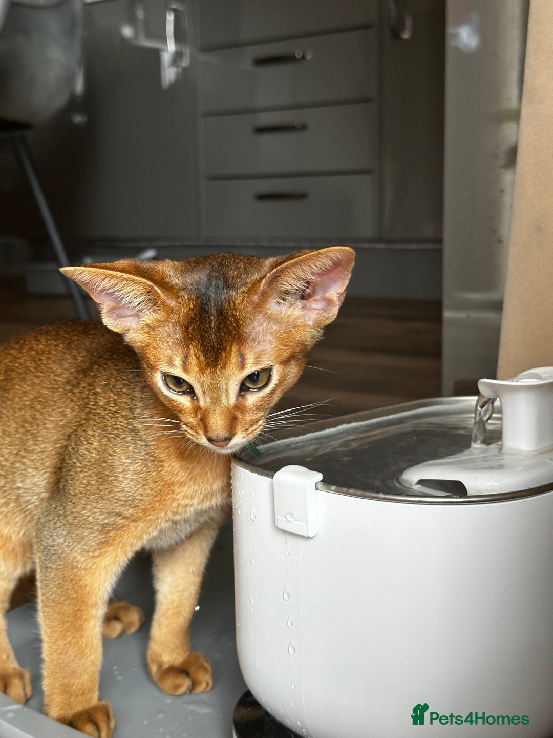 Abyssinian cats for sale: Last boy Ready to Go 😻💙 - Image 9