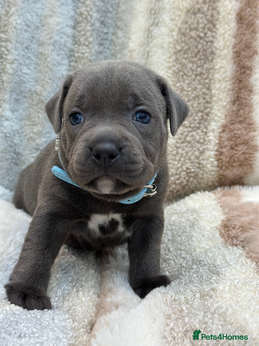 Staffordshire Bull Terrier dogs for sale: ✨🥰🐶 KC Registered Staffordshire Bull Terrier  🐾 - Advert 14