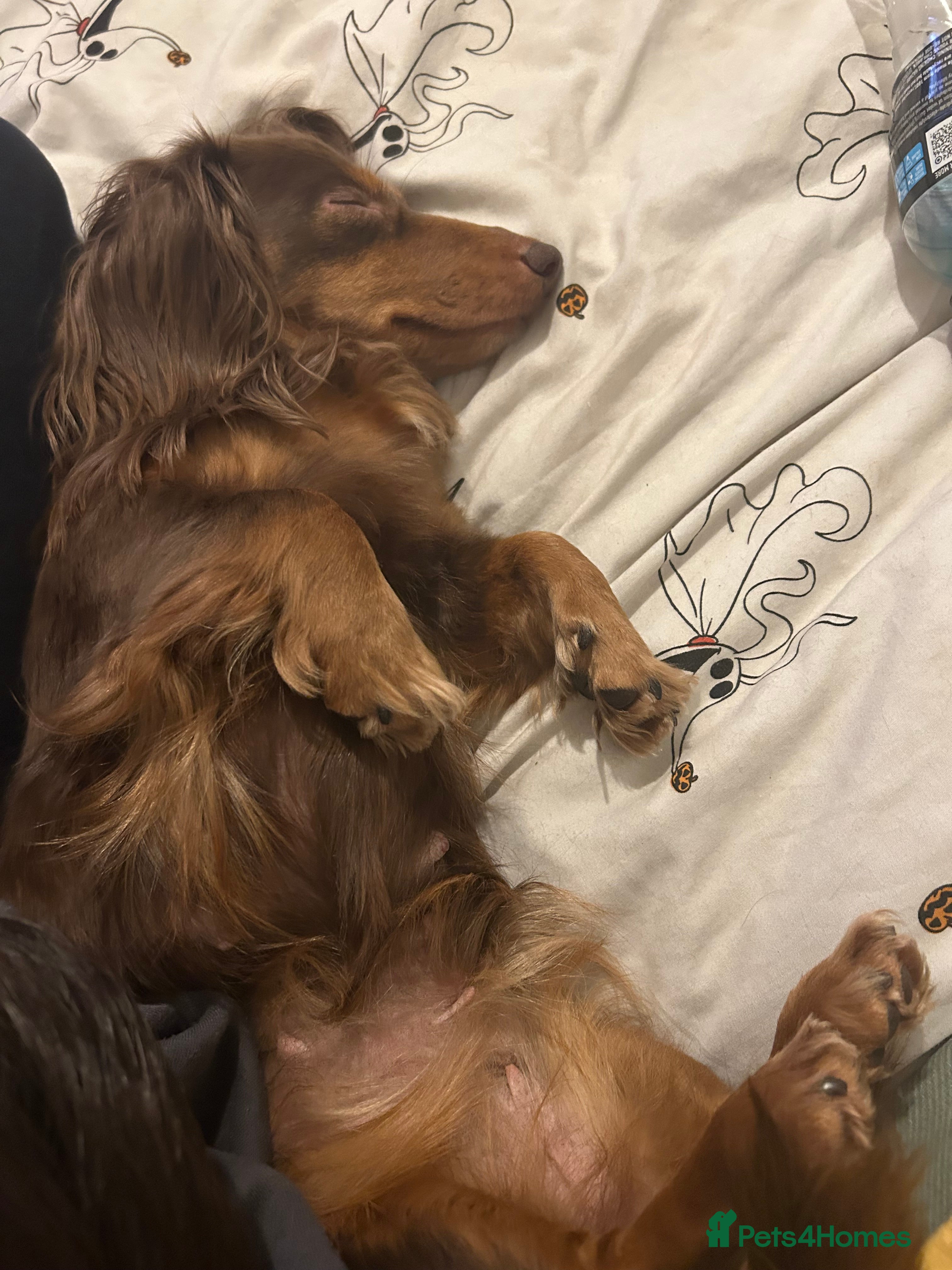 Miniature Dachshund dogs Miniature dachshund female - Advert 3