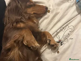 Miniature Dachshund dogs Miniature dachshund female - Advert 5