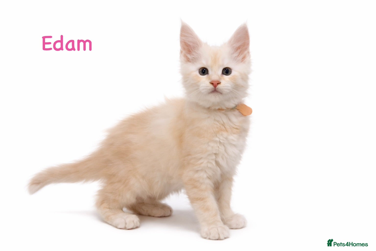 Maine Coon cats ✨ TICA Registered Maine Coon Kittens ✨ - Advert 14