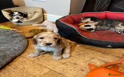 Cocker Spaniel dogs for sale: Three male cocker spaniel puppies for sale - Image 7