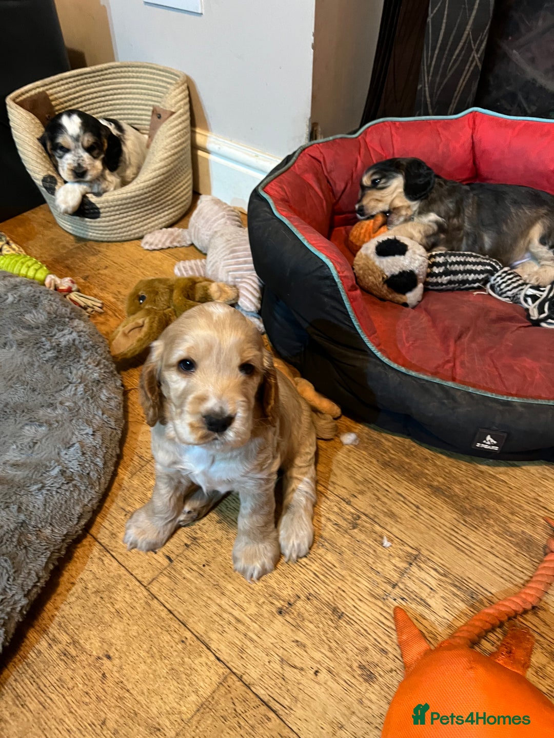 Cocker Spaniel dogs for sale: Three male cocker spaniel puppies for sale - Image 7