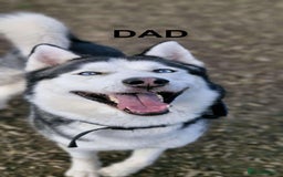 Siberian Husky dogs for sale: Beautiful Blue Eyes Siberian Huskies  - Image 3