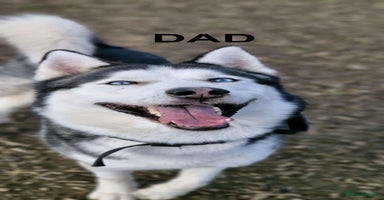 Siberian Husky dogs - Advert 11