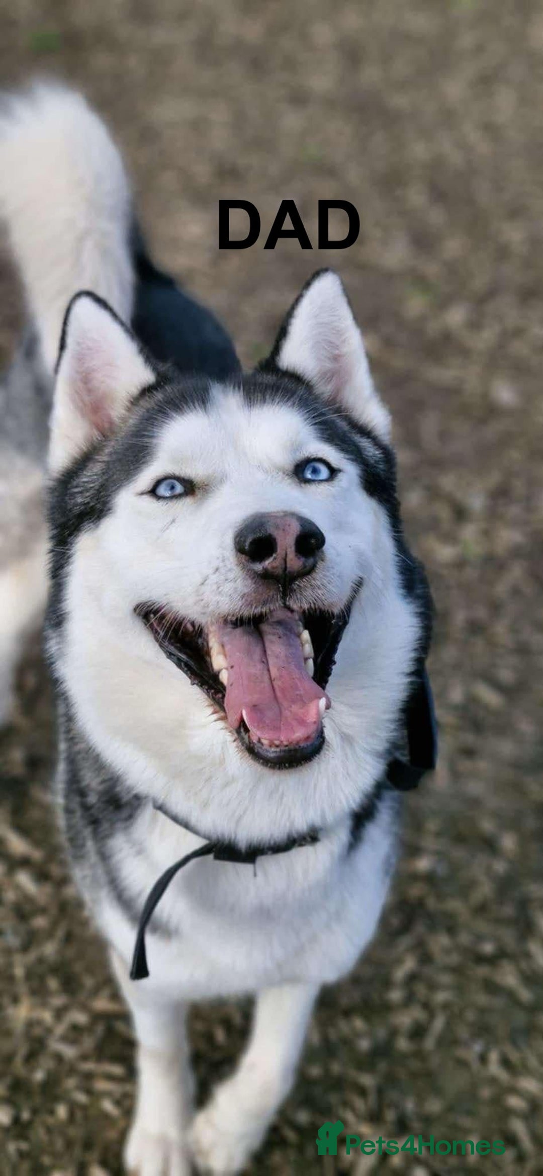 Siberian Husky dogs for sale: Beautiful Blue Eyes Siberian Huskies  - Image 3