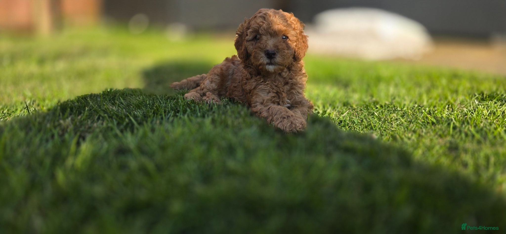 Cockapoo dogs 1 Red F1BB Toy Cockapoo Available from 28th July! - Advert 2