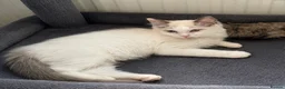 Ragdoll cats for sale: Gccf babies  - Advert 4