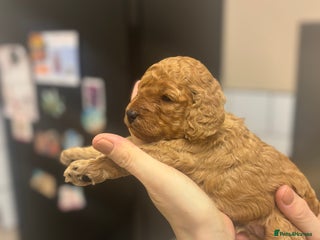 Cockapoo dogs Red stunning cockapoo pups 😍 3 weeks old - Advert 2