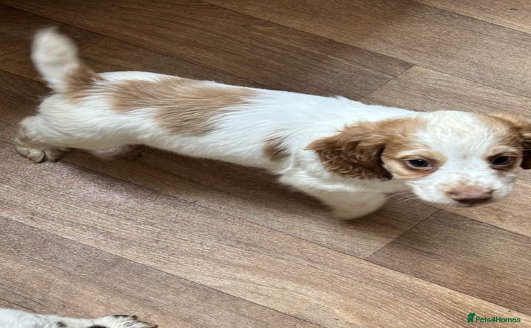 Cocker Spaniel dogs - Advert 14