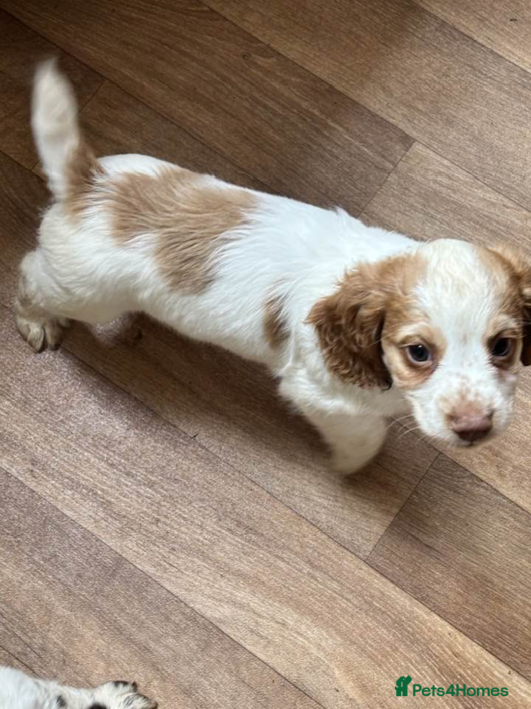 Cocker Spaniel dogs for sale: Kennel Club registered working Cocker Spaniels - Image 1
