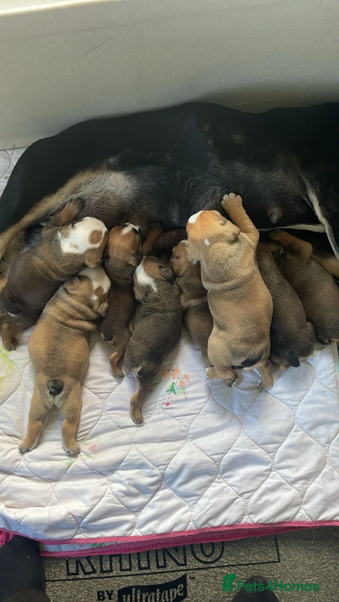 English Bulldog dogs for sale: New England bulldog puppies  - Advert 13