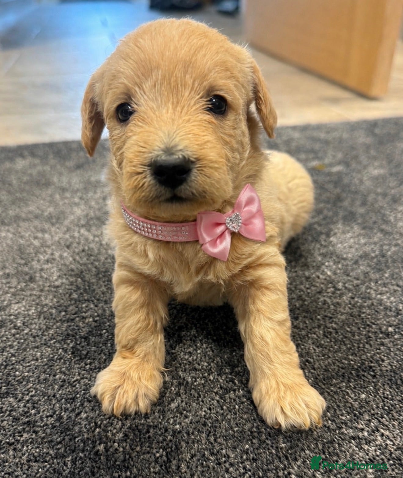Westiepoo dogs Stunning Westiepoo’s From Health Tested Parents 🧬 - Advert 1