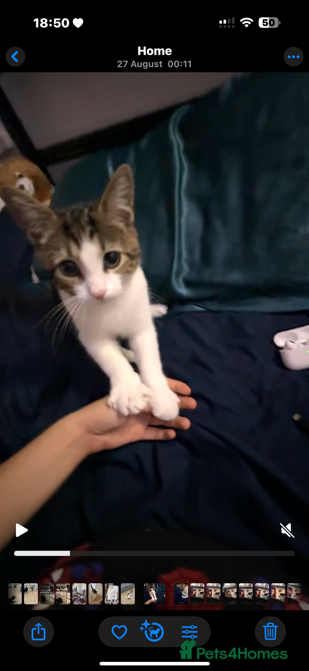 American Shorthair cats for sale: urgent selling of white kitten - Image 2
