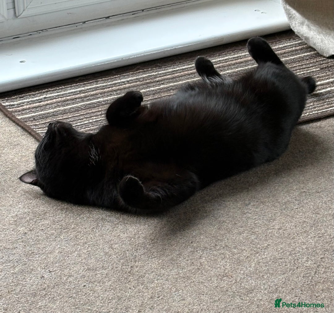 Mixed Breed cats for sale: Black Female Cat - Advert 4