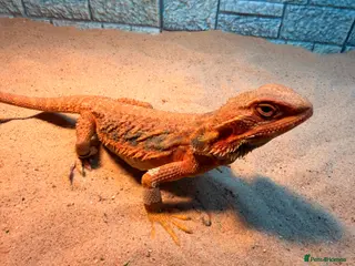 Bearded Dragon reptiles for sale: Female bearded dragon (extreme orange) - Advert 3