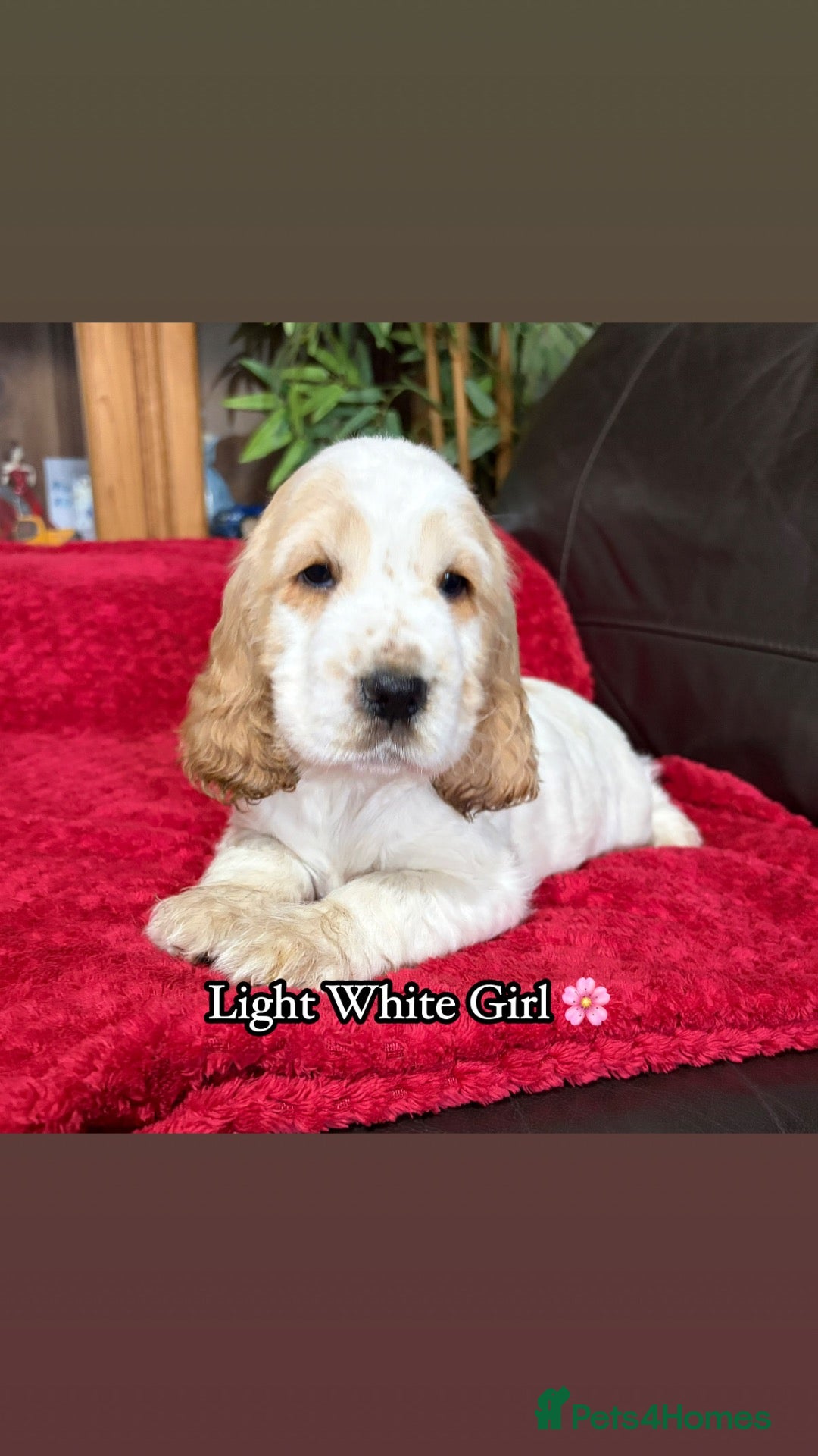 Cocker Spaniel dogs 🏆 Award Winning 🏆 - Advert 1