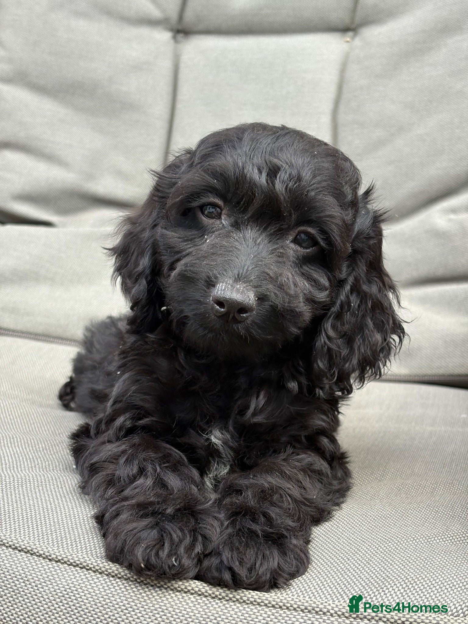 Cockapoo dogs PRA FN CLEAR F1 cockapoo puppies  - Advert 1
