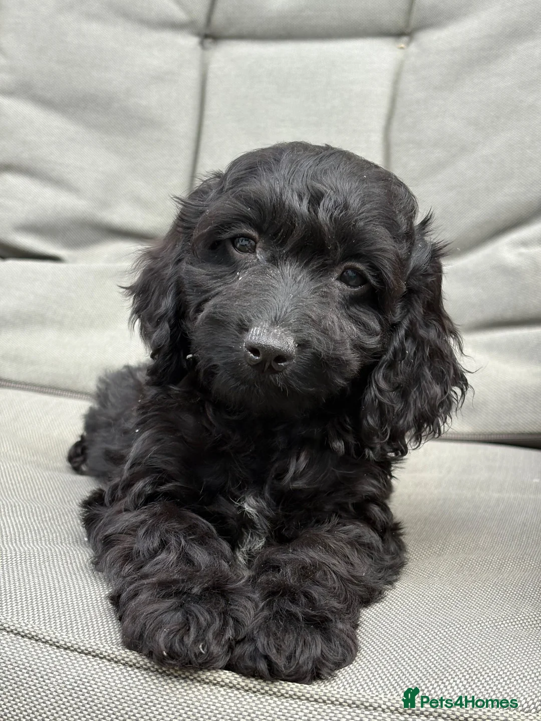 Cockapoo dogs for sale: PRA FN CLEAR F1 cockapoo puppies  - Advert 1